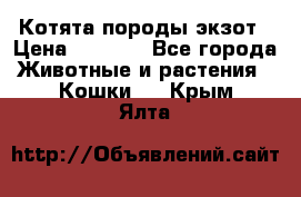 Котята породы экзот › Цена ­ 7 000 - Все города Животные и растения » Кошки   . Крым,Ялта